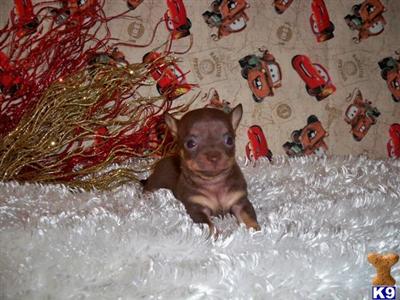 Puppies in LA